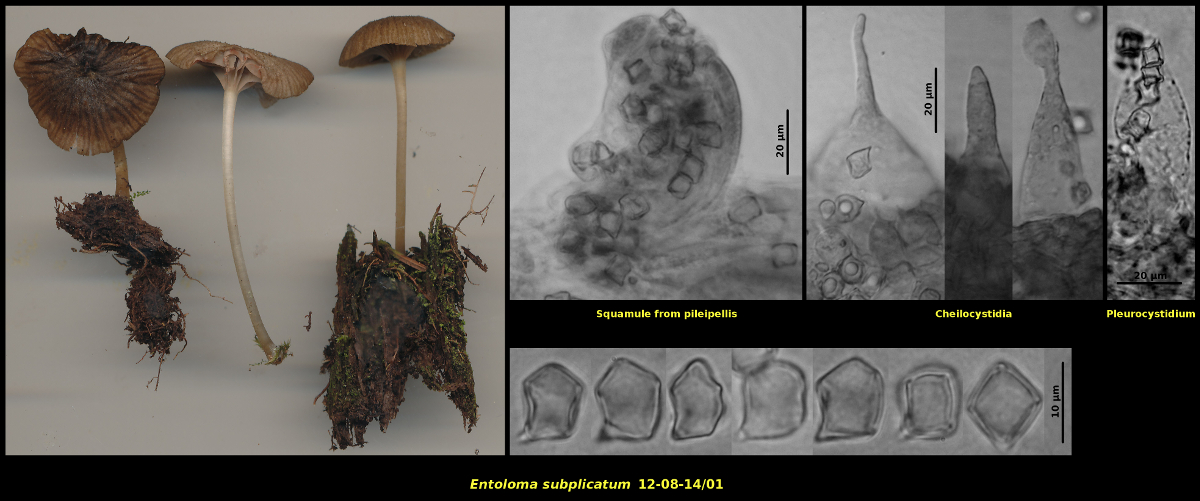 Picture of <i>Entoloma_subplicatum</i>